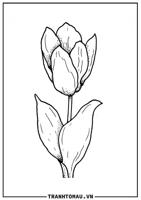 bông hoa tulip