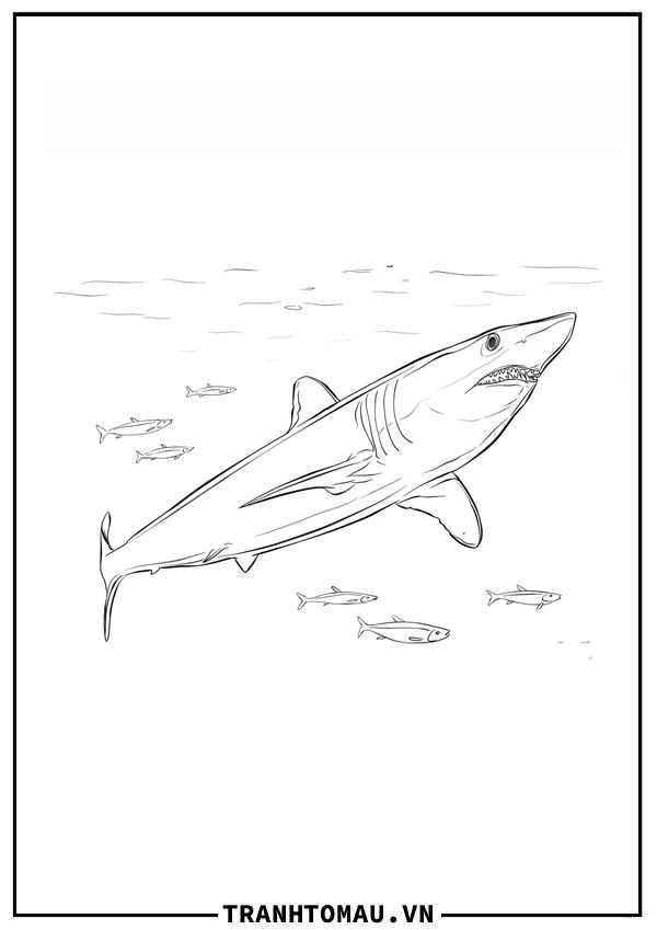 cá mập vây ngắn mako