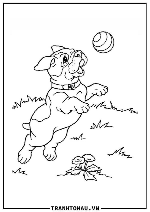 chó pug đang chơi với quả bóng