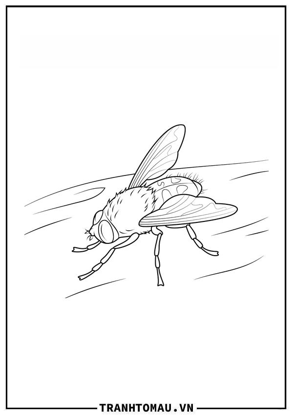 con ruồi
