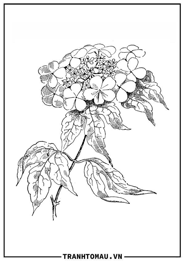 hoa hồng guelder