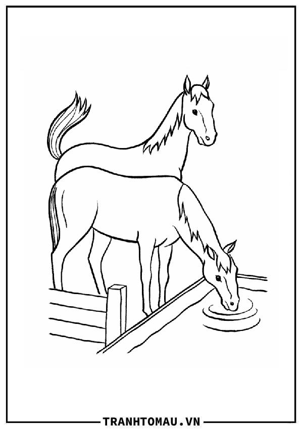 ngựa uống nước