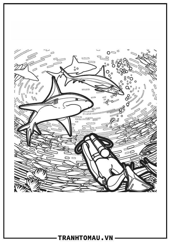 Đàn Cá Mập và Thợ Lặn