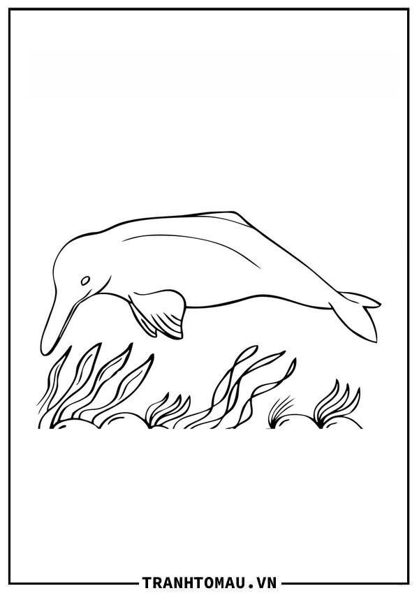 Con Cá Heo và Rong Biển
