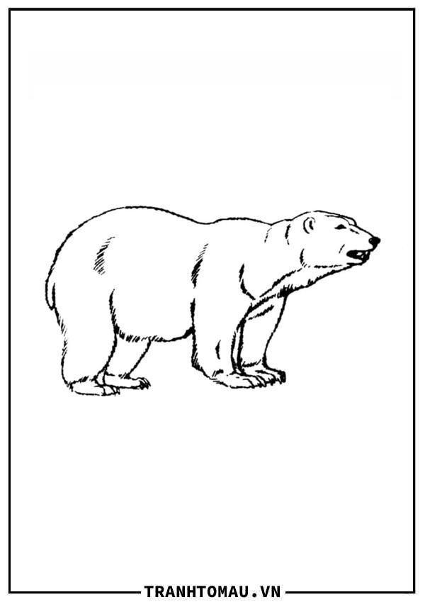 Con Gấu Bắc Cực Lớn