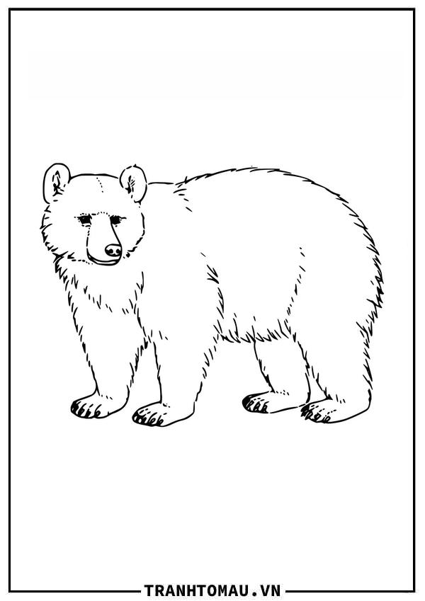 Con Gấu Đen Bắc Mỹ