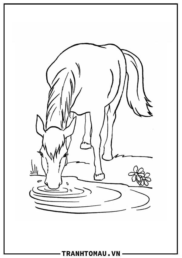 Con Ngựa Uống Nước