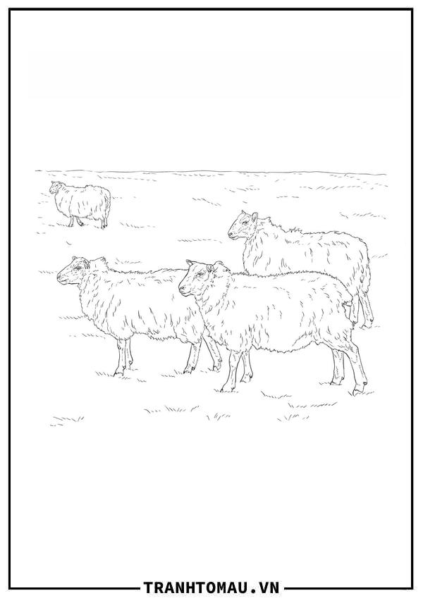Đàn Cừu Trên Đồng