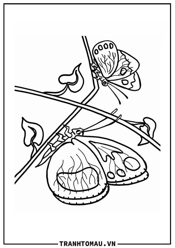 Hai Con Bướm