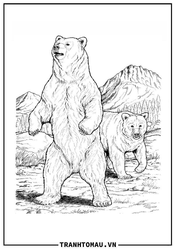Hai Con Gấu Đen