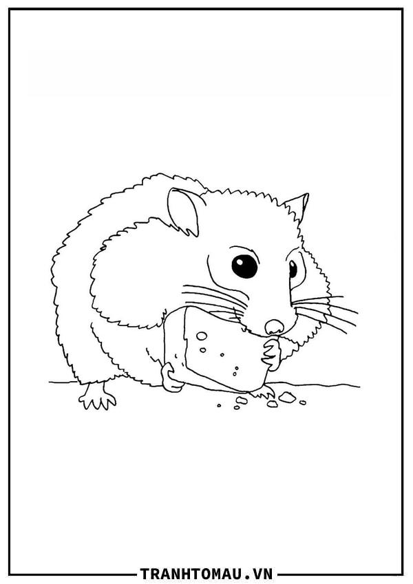 Hamster Ăn Bánh