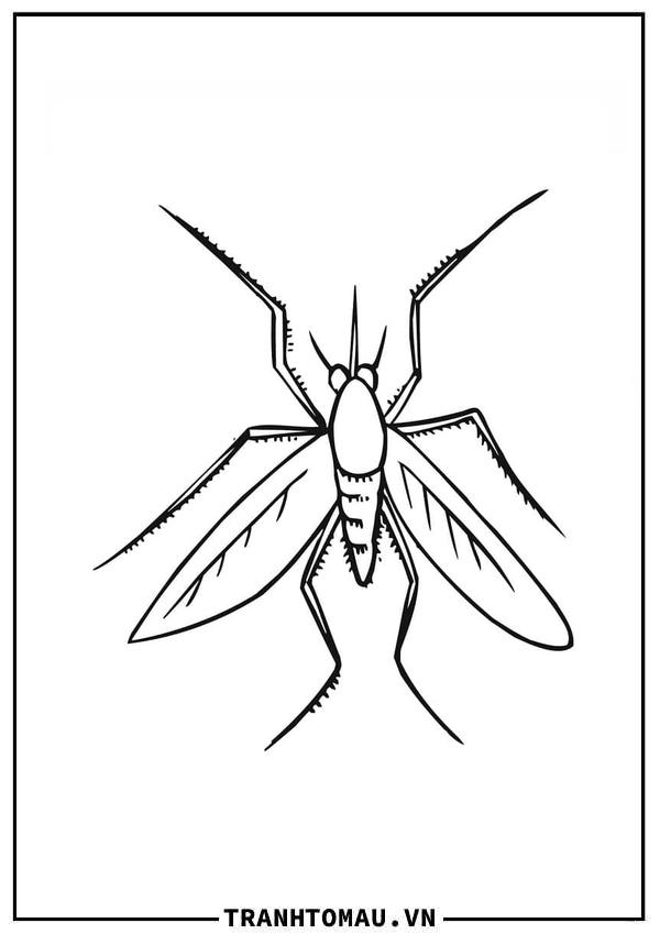 Hình Vẽ Con Muỗi