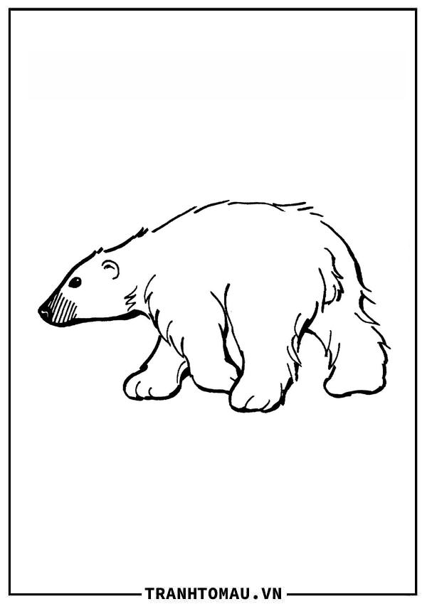 Một Con Gấu Bắc Cực