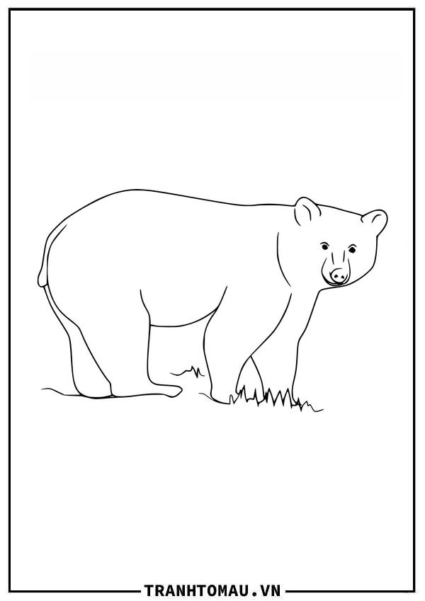Một Con Gấu Đen
